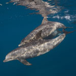 Dolphin Photos