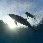 Dolphin Photos