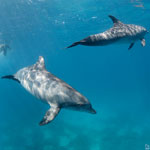 Dolphin Photos