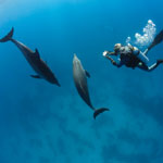 Dolphin Photos