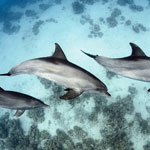 Dolphin Photos
