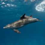 Dolphin Photos