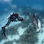 Dolphin Photos