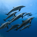 Dolphin Photos