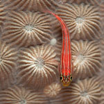 Macro Photos