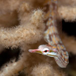 Macro Photos