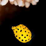 Macro Photos
