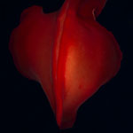 Macro Photos