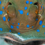 Macro Photos