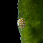 Macro Photos