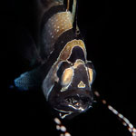 Macro Photos