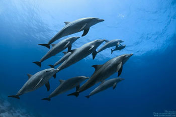 Dolphin Photos
