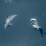 Dolphin and Diver