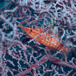 Hawkfish