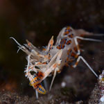 Tiger shrimp