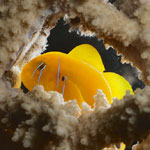 Lemon Goby