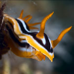 Nudibranch