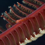 Mozambique Host Goby on Eggs