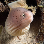 Peppered Moray Eel