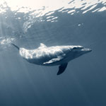 Wild Dolphin