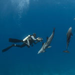 Dolphins and Diver