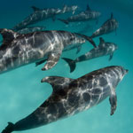 Dolphins