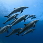 Dolphins