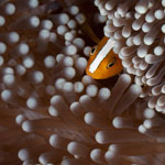 Clownfish